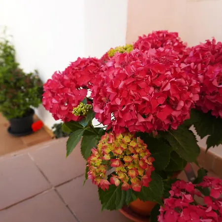 Apartment Brisa Marina *
